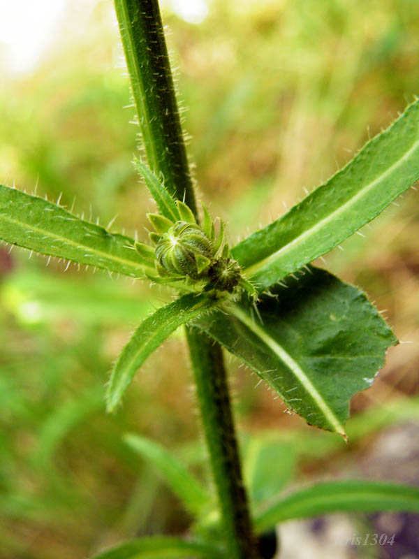 (Picris hieracioides)