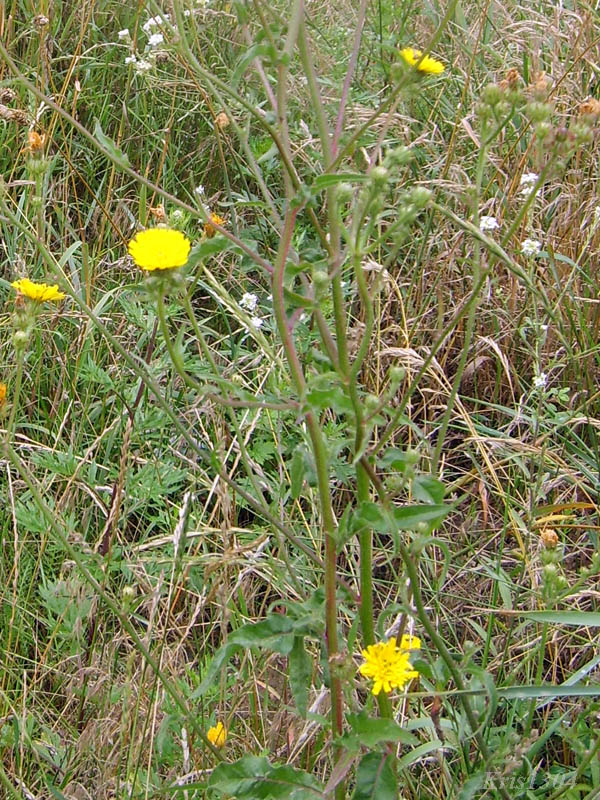 (Picris hieracioides)