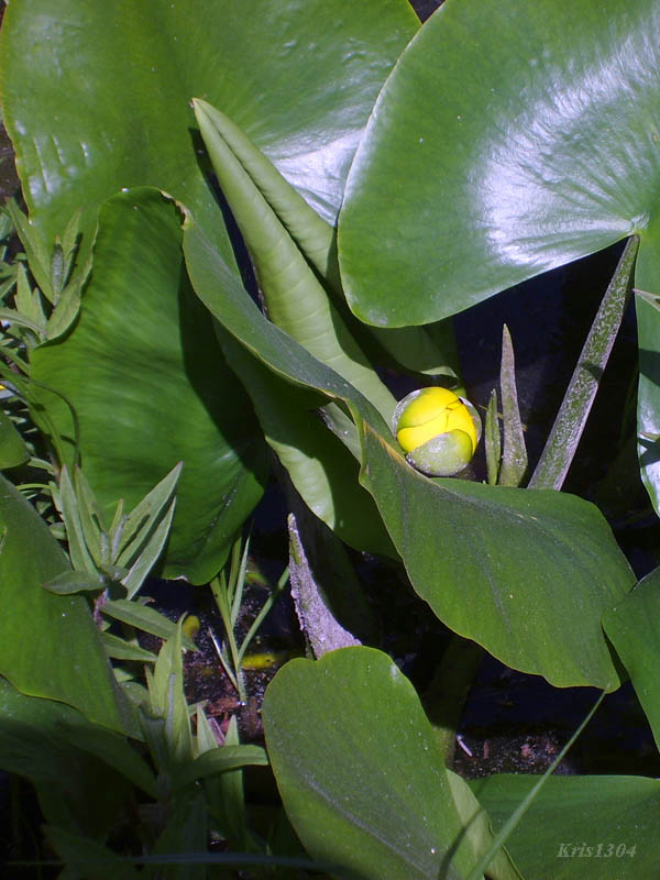 (Nuphar lutea)