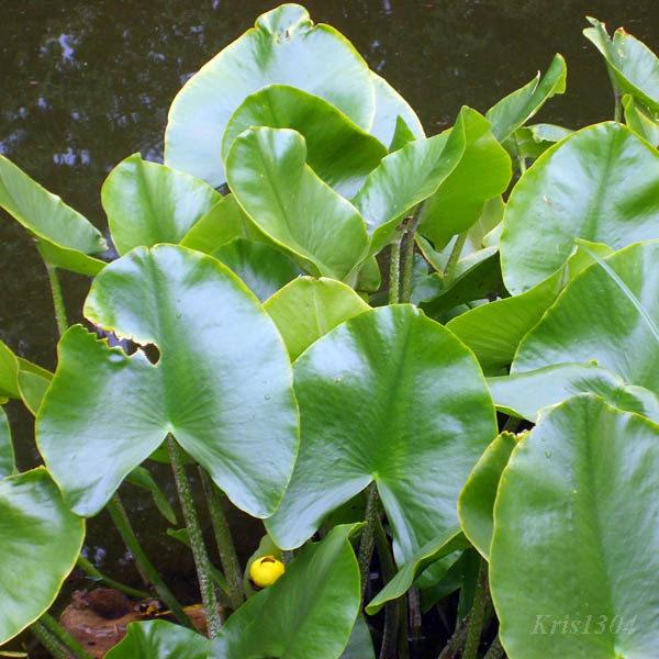 (Nuphar lutea)