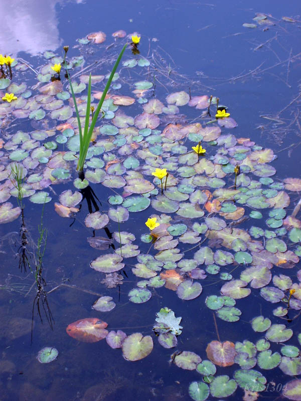 (Nymphoides peltata)