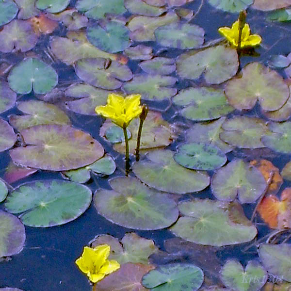 (Nymphoides peltata)