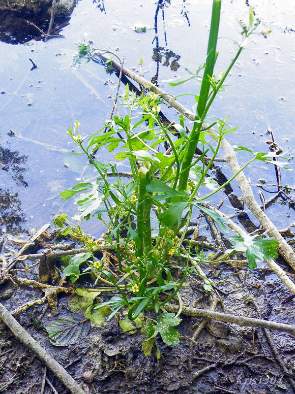 (Ranunculus sceleratus)