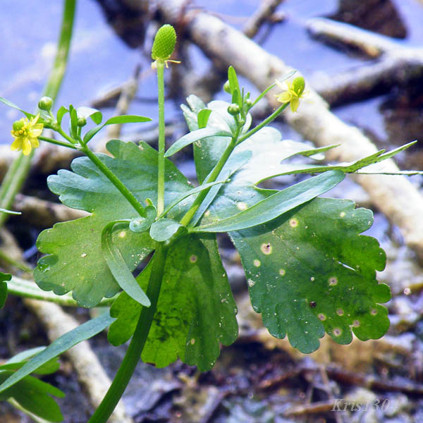 (Ranunculus sceleratus)