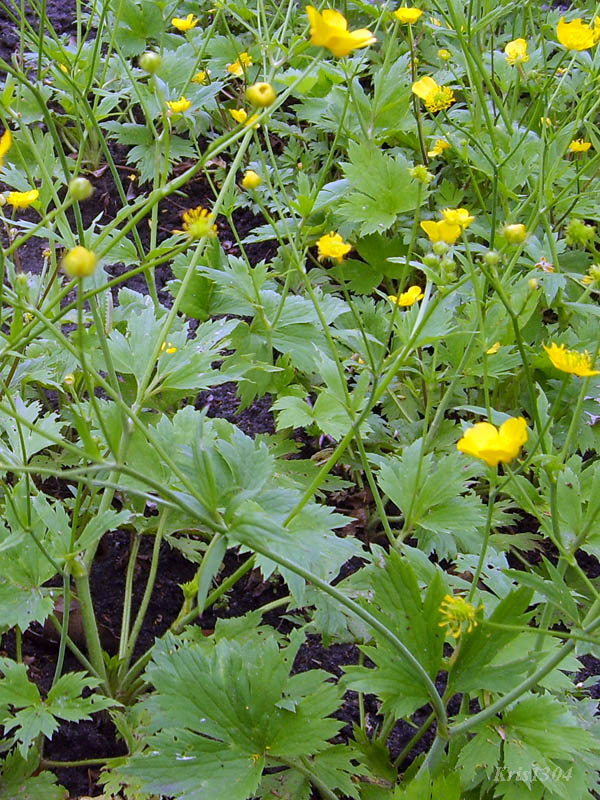 (Ranunculus lanuginosus)