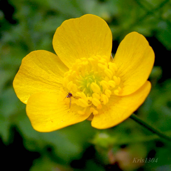 (Ranunculus lanuginosus)
