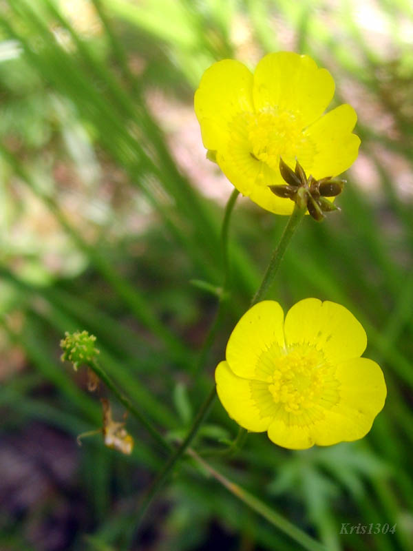 (Ranunculus acris)