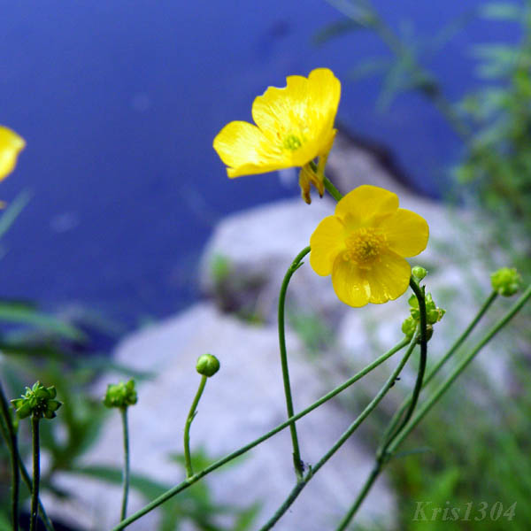 (Ranunculus acris)