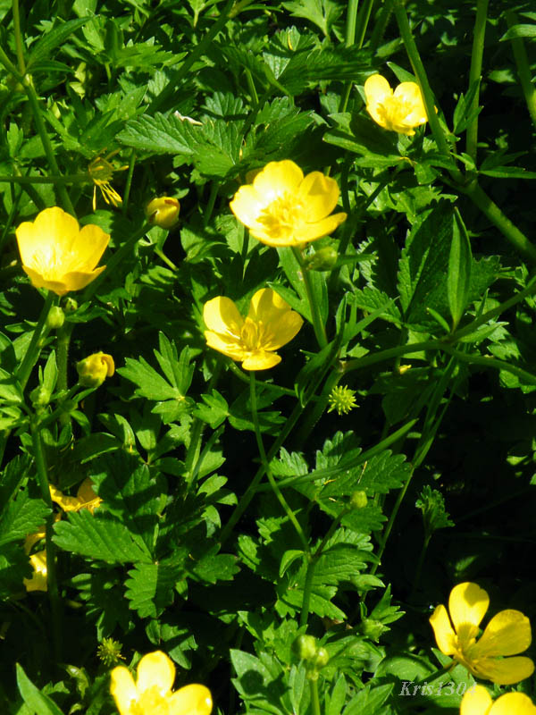 (Ranunculus repens)