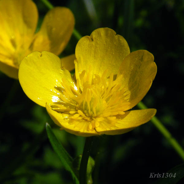 (Ranunculus repens)