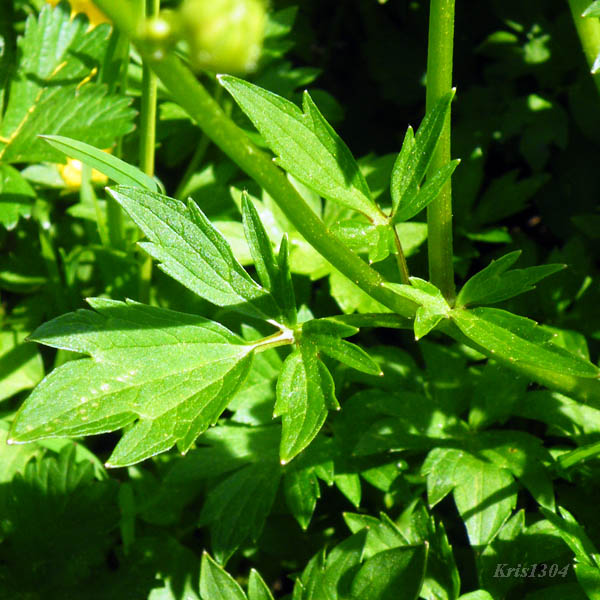 (Ranunculus repens)