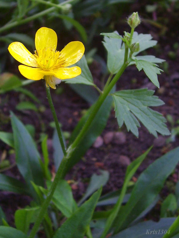 (Ranunculus repens)