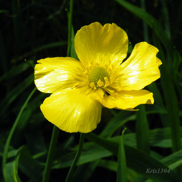(Ranunculus lingua)