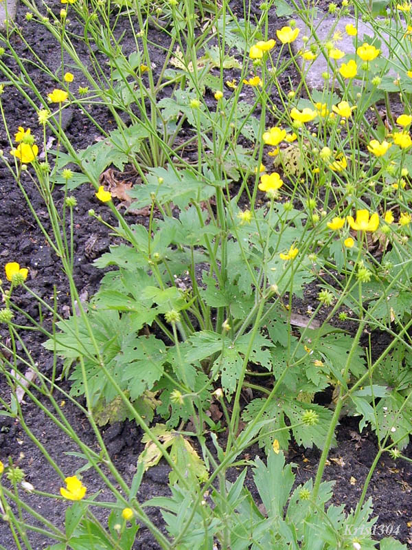 (Ranunculus polyanthemos)