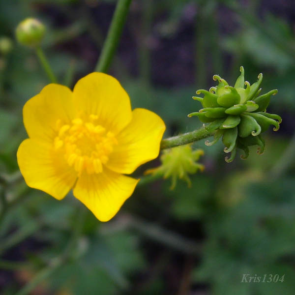 (Ranunculus polyanthemos)