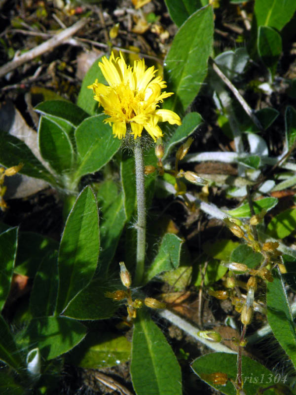 (Hieracium pilosella)