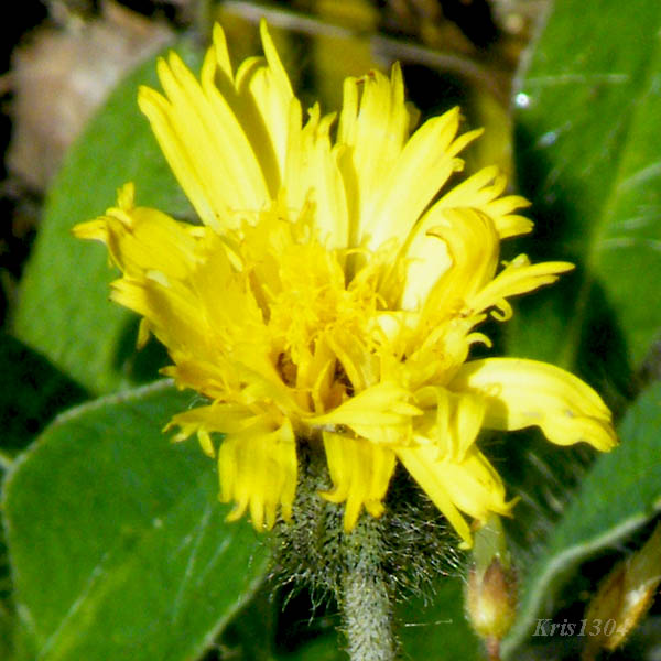 (Hieracium pilosella)
