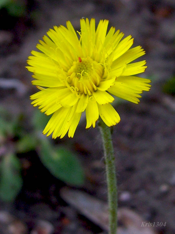 (Hieracium pilosella)