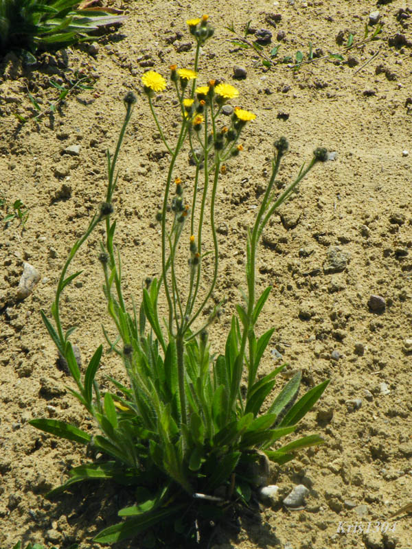 (Hieracium echioides)