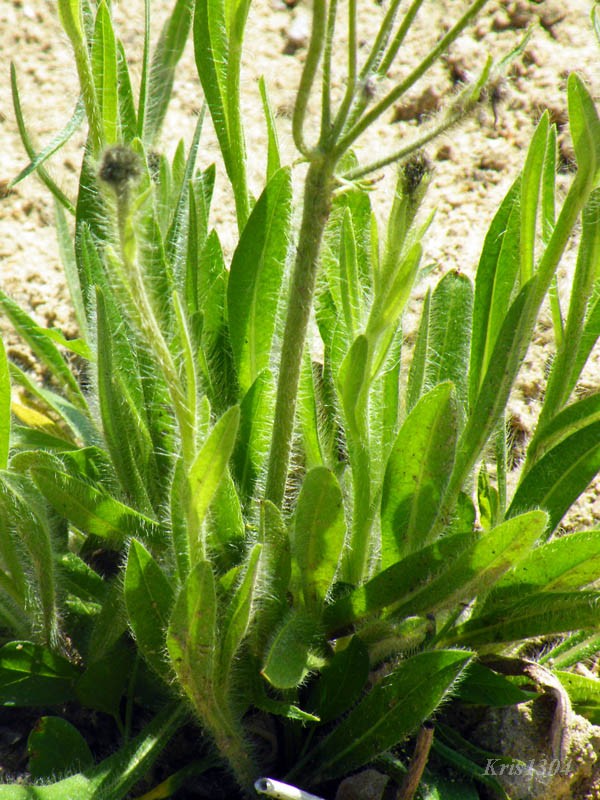 (Hieracium echioides)