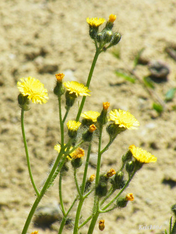 (Hieracium echioides)