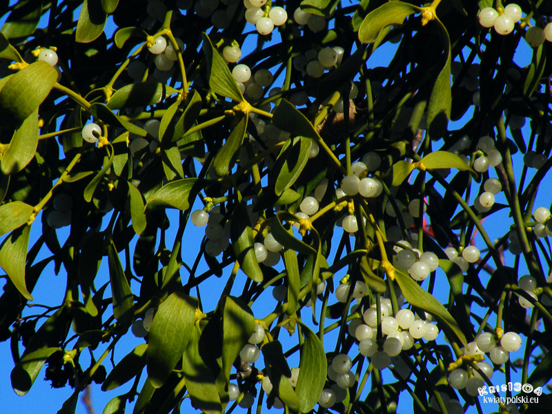 Viscum album subsp. album