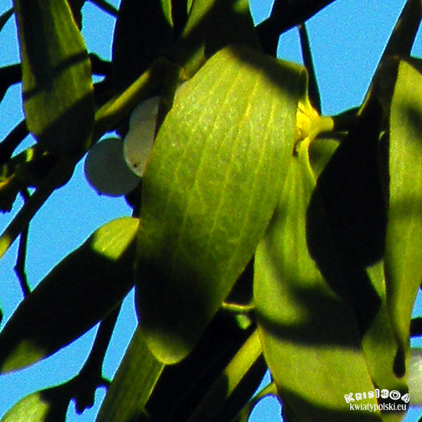 Viscum album subsp. album