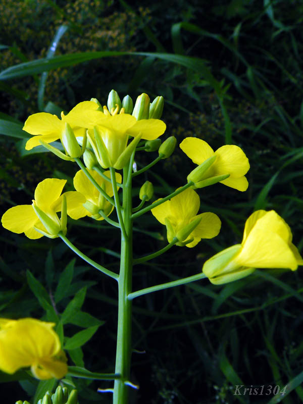 (Brassica campestris)