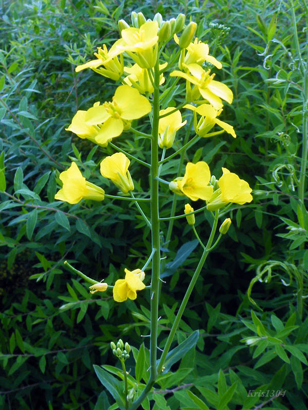 (Brassica campestris)