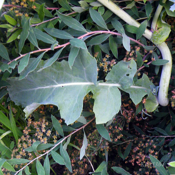 (Brassica campestris)