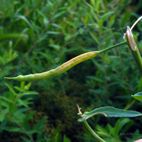(Brassica campestris)