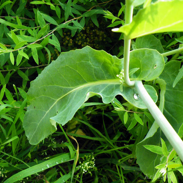 (Brassica campestris)