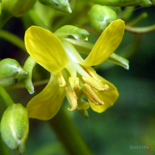 (Brassica campestris)