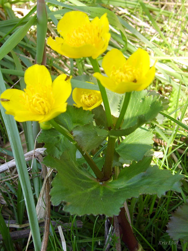 (Caltha palustris)