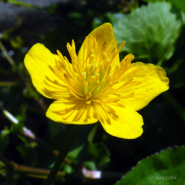 (Caltha palustris)