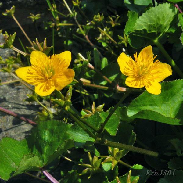 (Caltha palustris)