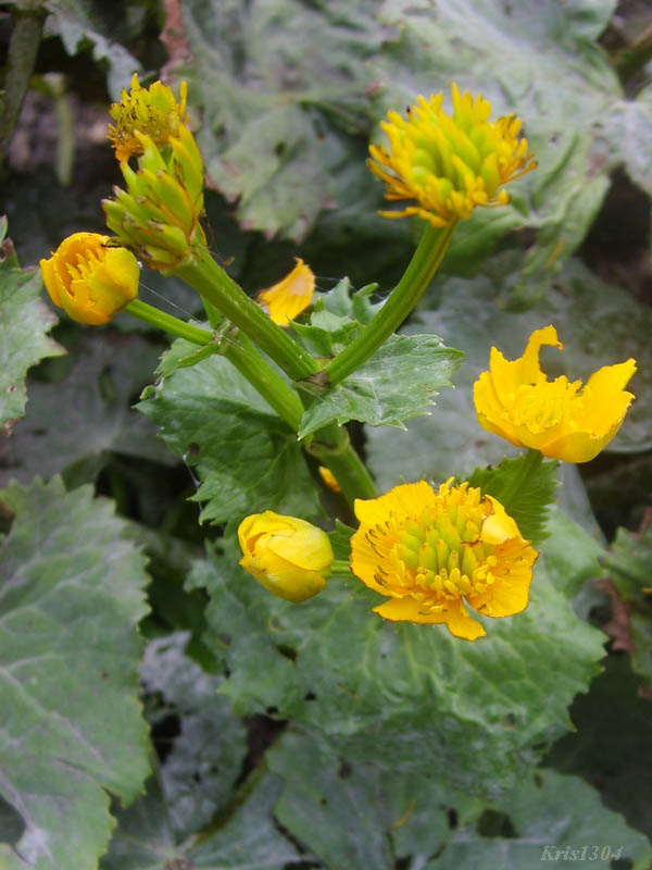 (Caltha laeta)