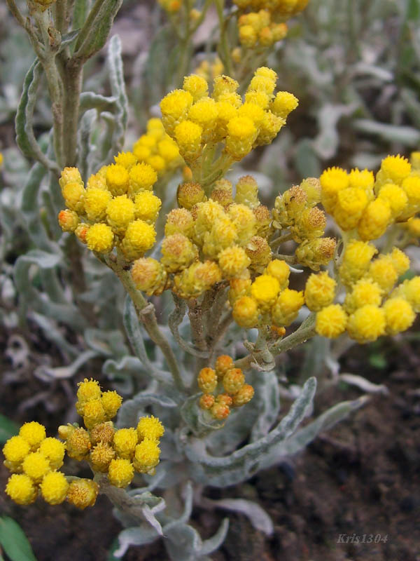 (Helichrysum arenarium)