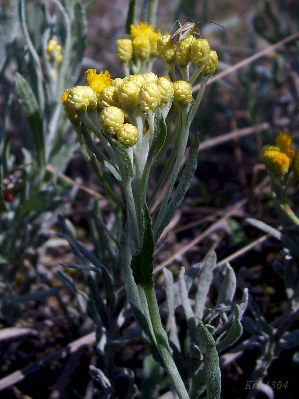 (Helichrysum arenarium)