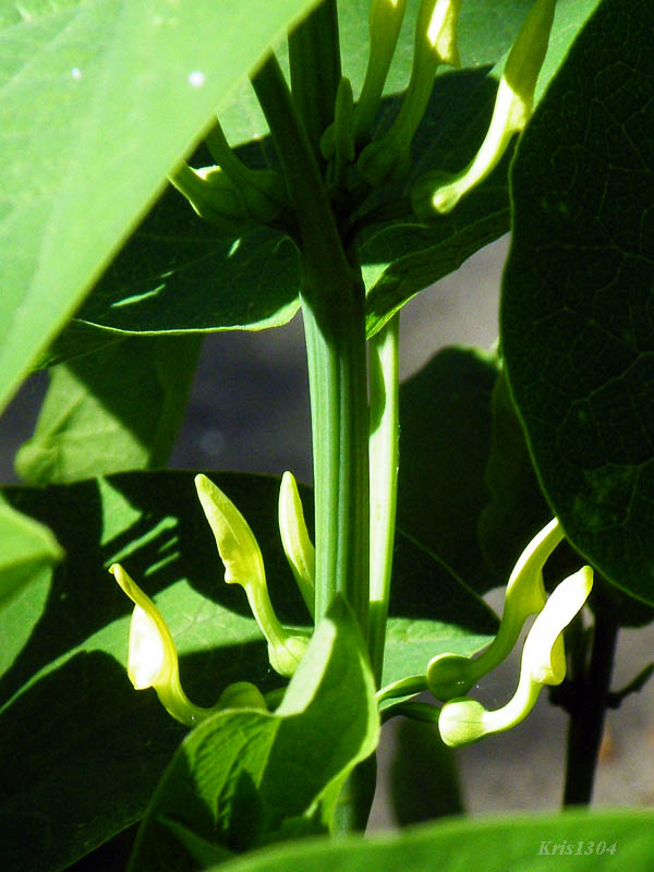 (Aristolochia clematitis)