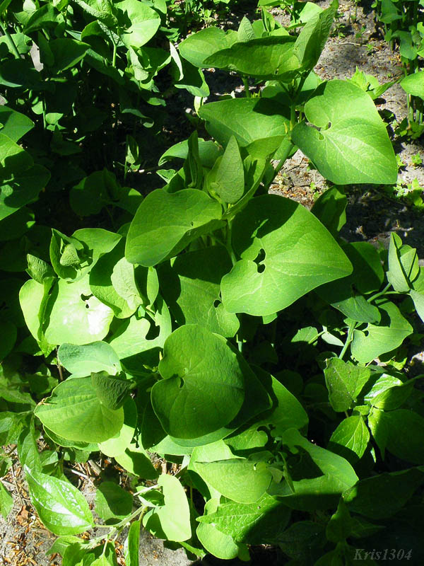 (Aristolochia clematitis)