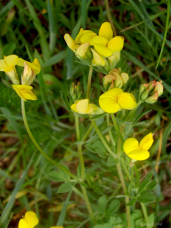 (Lotus corniculatus)