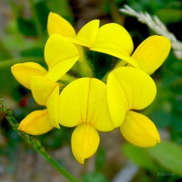 (Lotus corniculatus)
