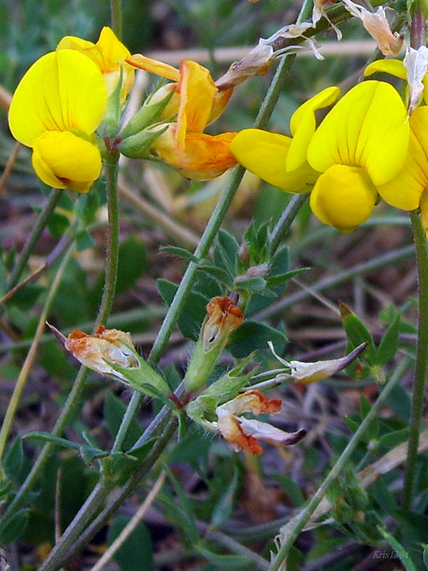 (Lotus corniculatus)
