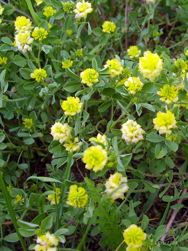 (Trifolium campestre)
