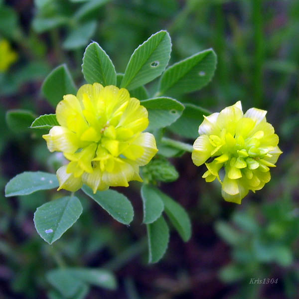 (Trifolium campestre)