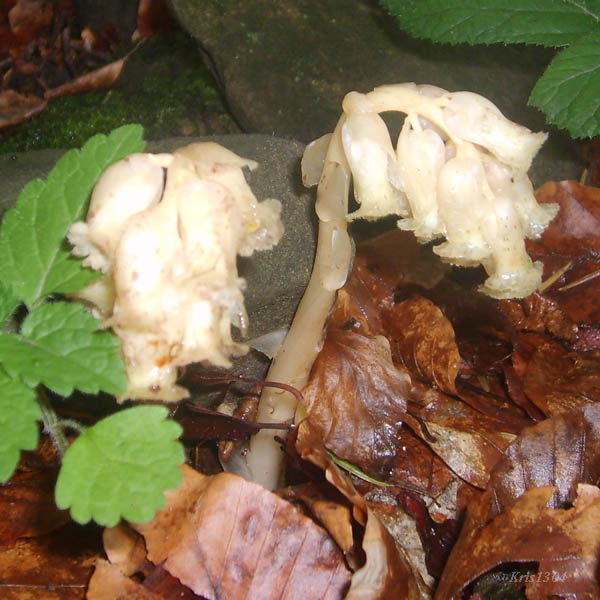(Monotropa hypopitys)