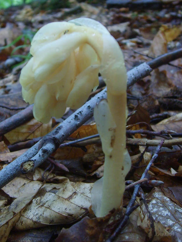 (Monotropa hypopitys)