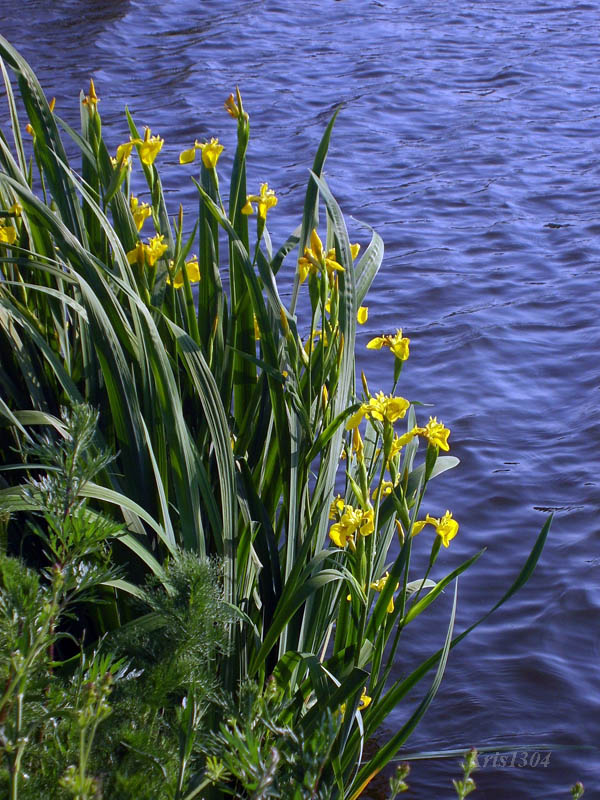 (Iris pseudacorus )