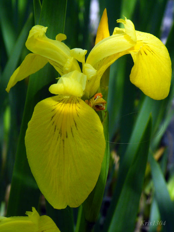 (Iris pseudacorus )
